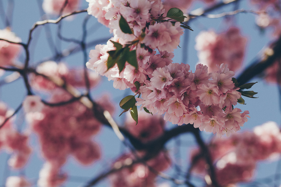 Cherry Blossoms Kungsträdgården Stockholm Cherry Blossoms Kungsträdgården Stockholm