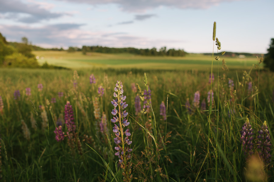 Bröllopsfotograf Nynäshamn Bröllopsfotograf Nynäshamn
