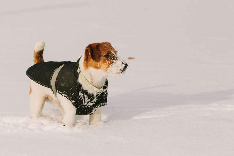 Hundfotograf Västerås Jack Russel Terrier på span
