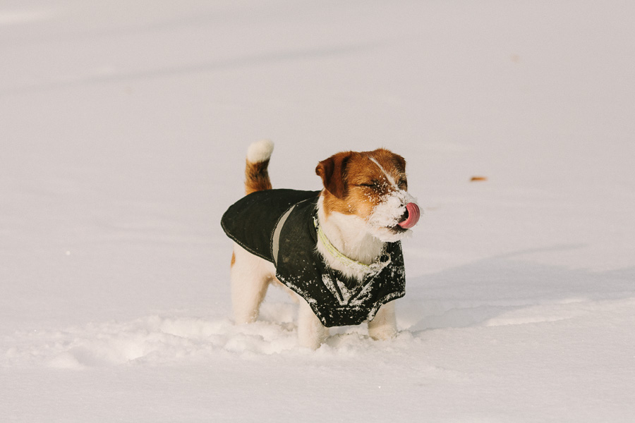Hundfotograf Västerås Jack Russel Terrier gillar snö