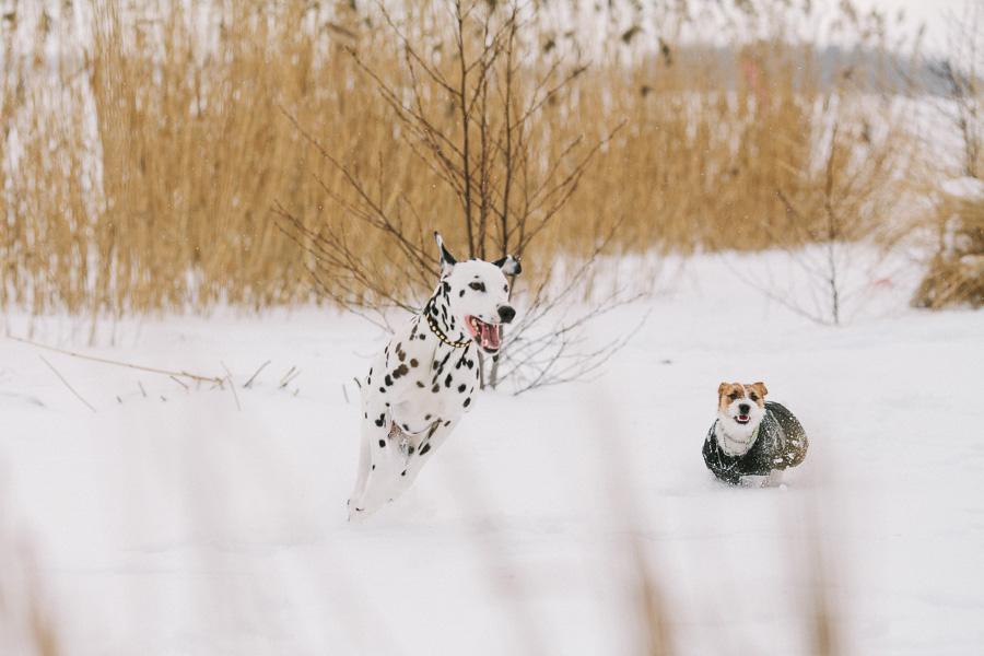 Fotograf Västerås Jack Russell Terrier och Dalmatin leker