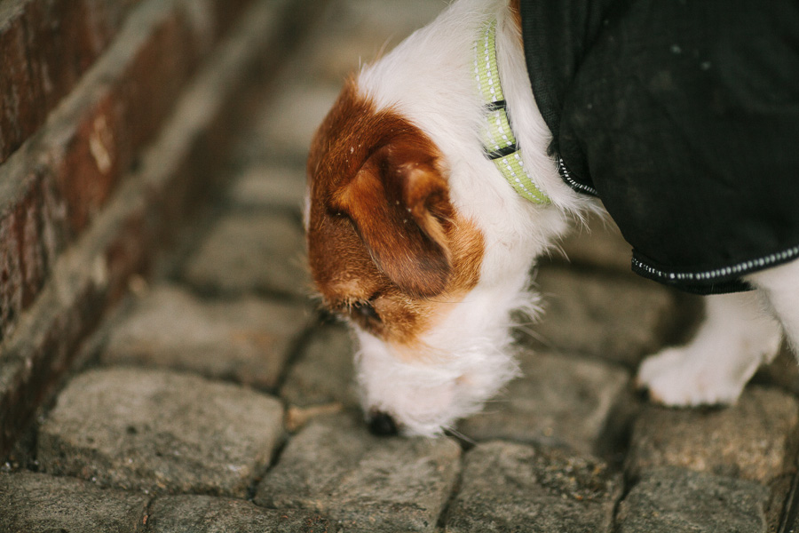 Wille läser nyheterna