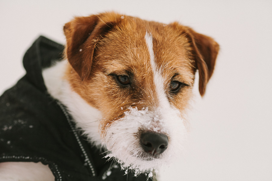 Hundfotograf Västerås En snöig vinterdag