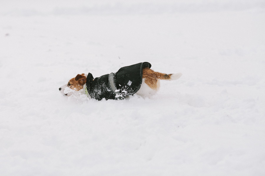 Hundfotograf Västerås Wille i snön