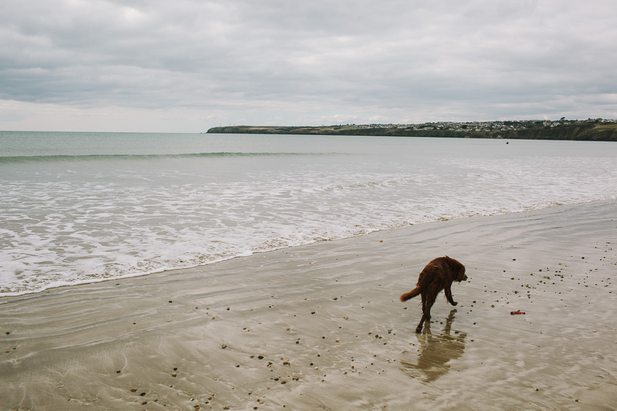 Dog walking towards the town Dog walking towards the town