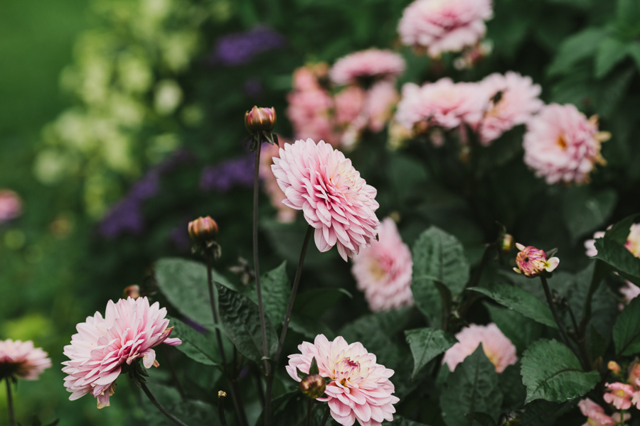 Blommor i trädgrden bakom Rosendals Slott
