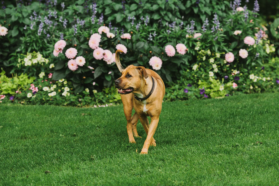Hunden vill leka