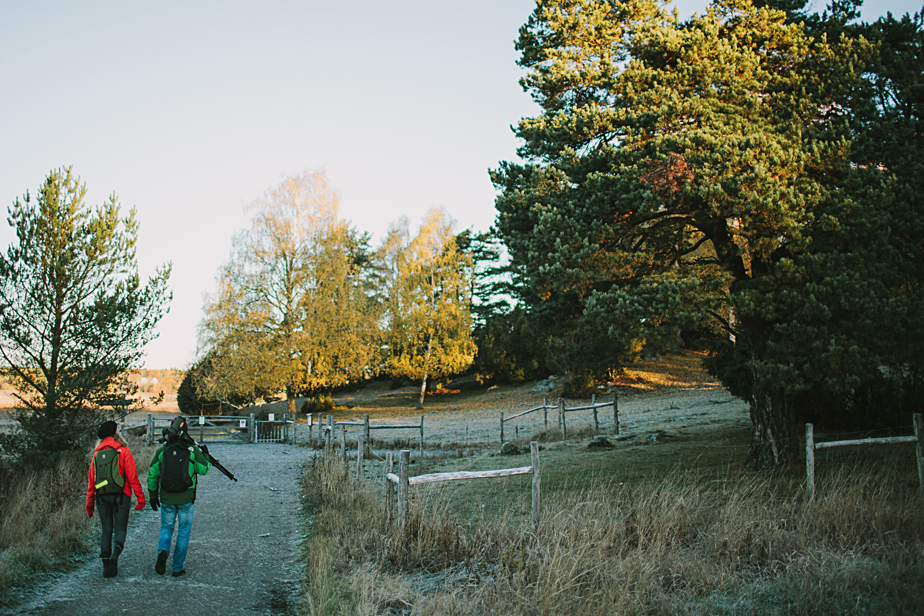 fågelskådning vid angarnsjön
