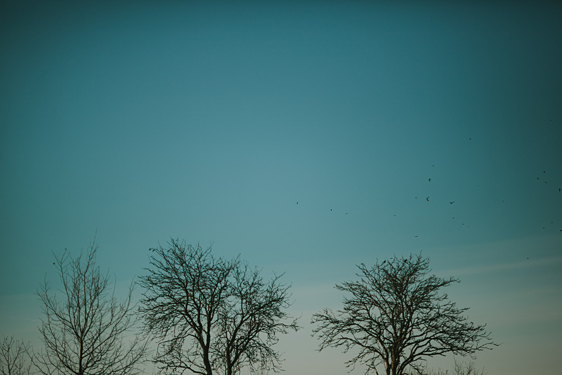 fåglar i soluppgång