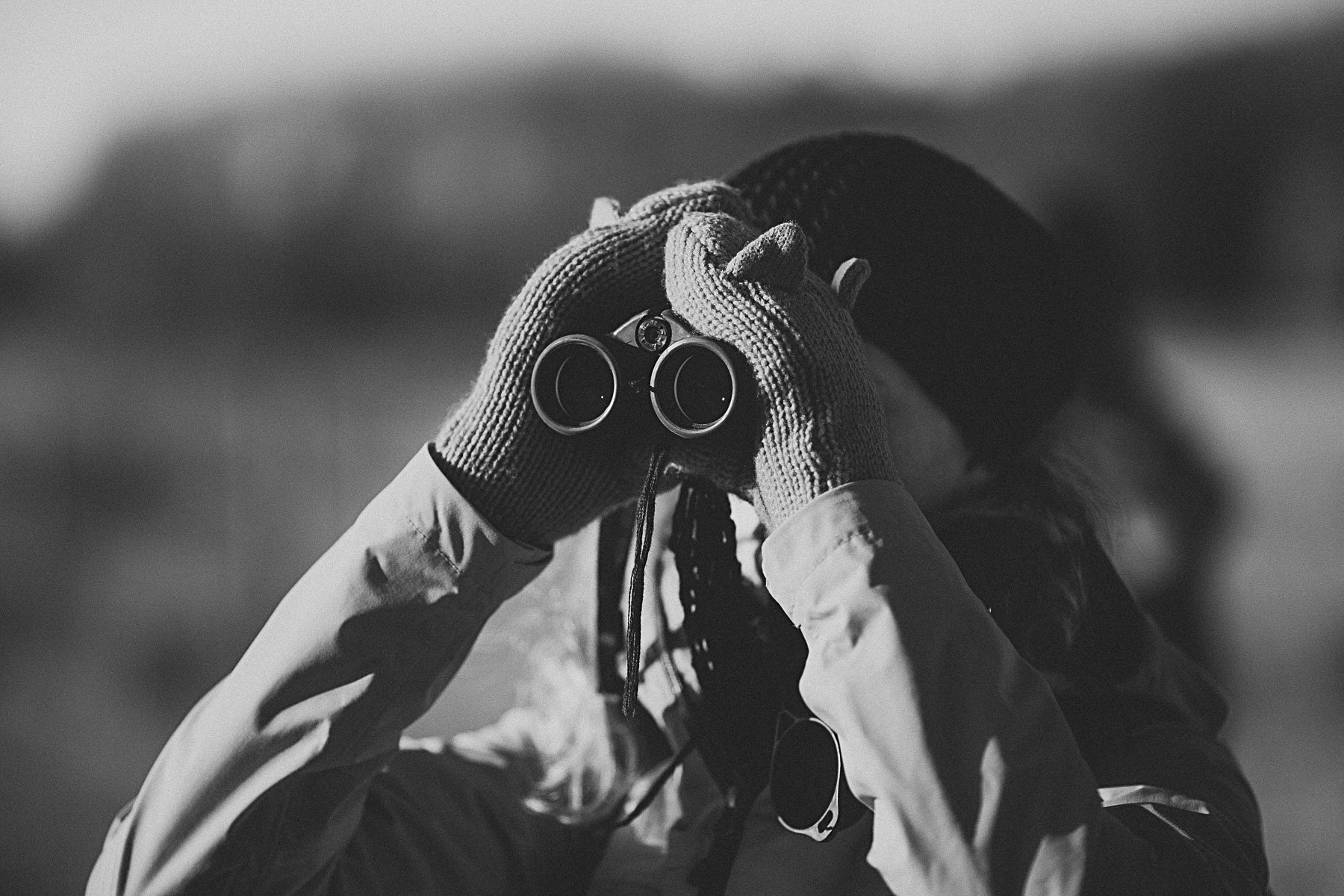 spaning efter kossor