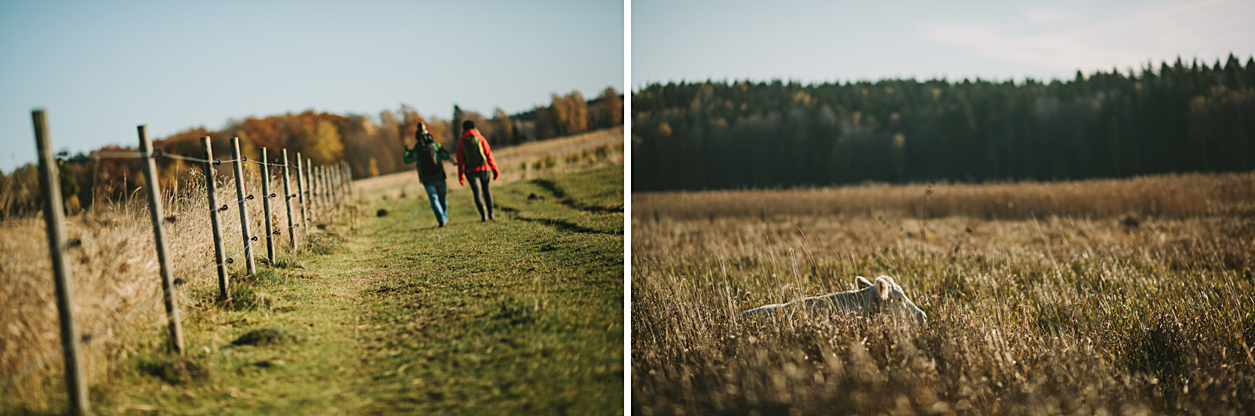 Kossorna vilar i soluppgången