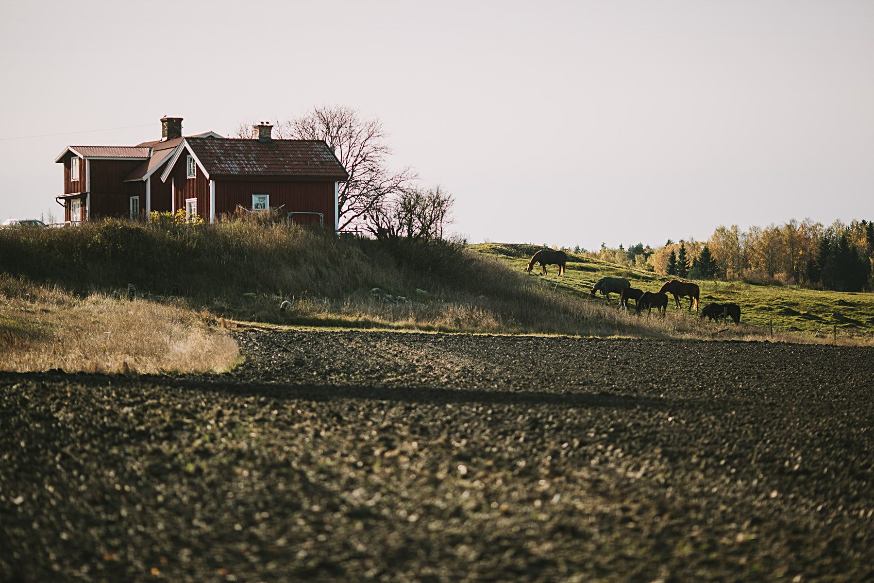 hästhage vid angarnsjön
